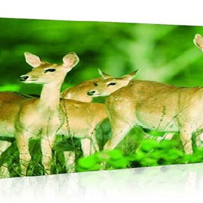 细节展示放大镜特效